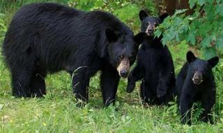 Black Bear and Cubs
